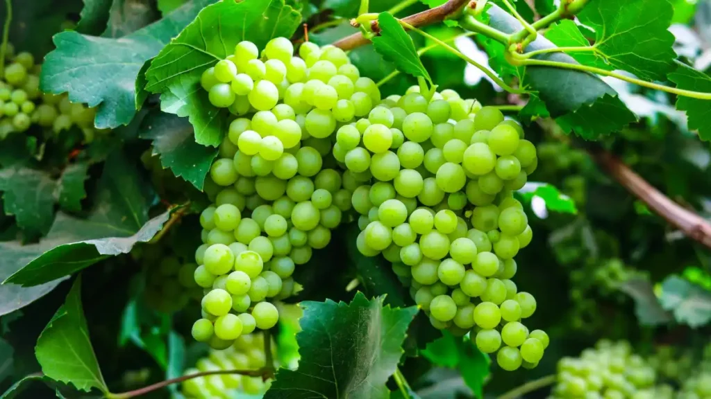 grapes health benefits