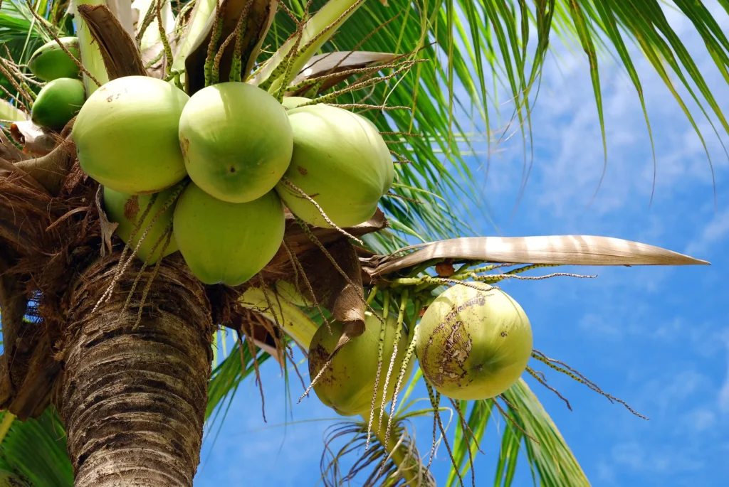 side effects of drinking too much coconut water