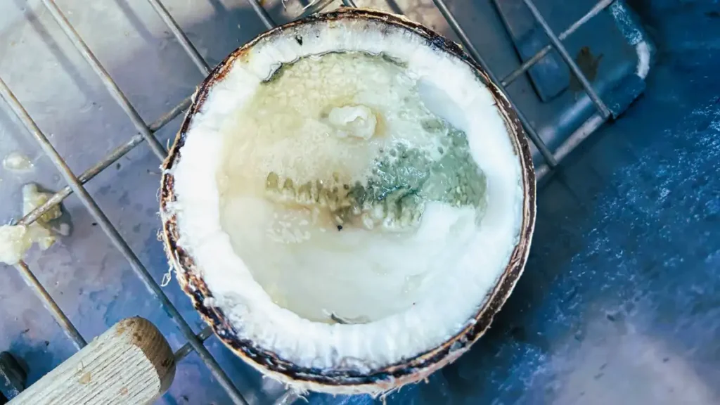 fatal 3-nitro propionic acid poisoning after consuming coconut water