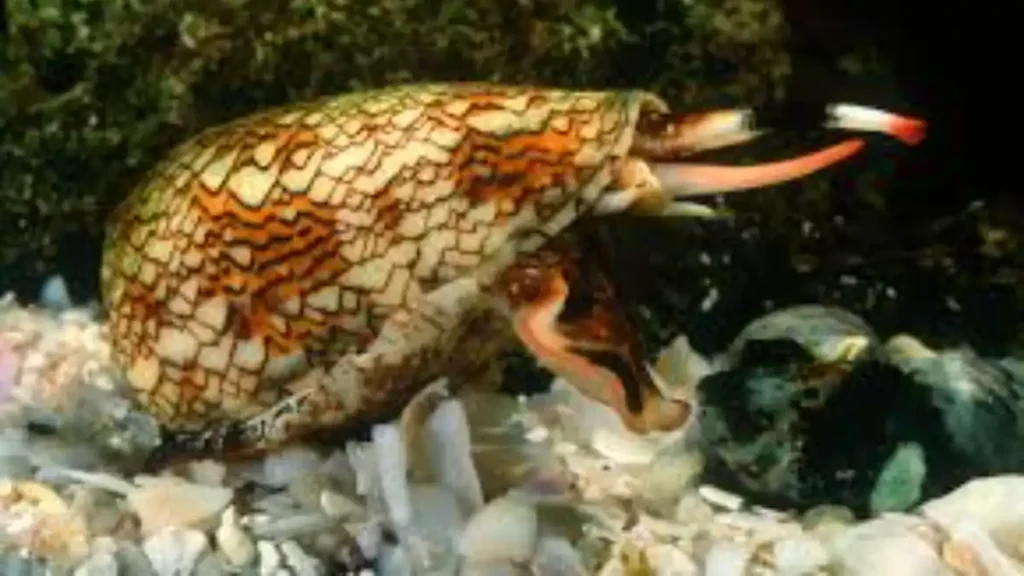 Cone snail venom