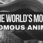 Most Venomous Animals In The World