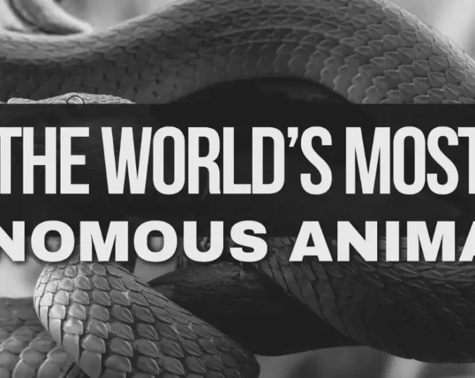 Most Venomous Animals In The World