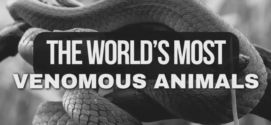 Most Venomous Animals In The World