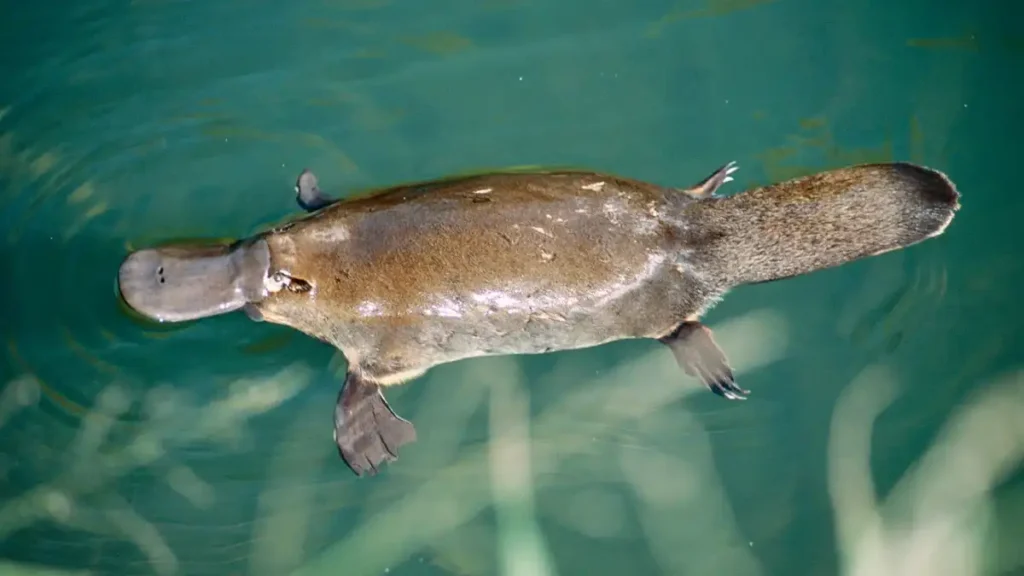 Platypus venom