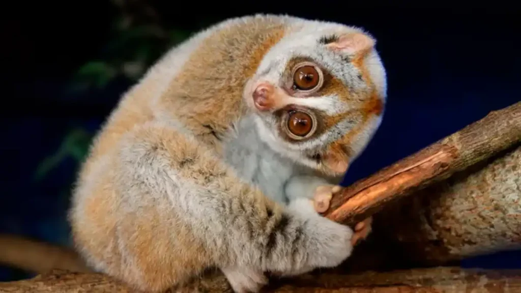 Slow loris venom 