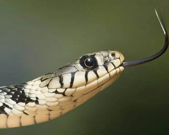 UP Man bitten by a snake