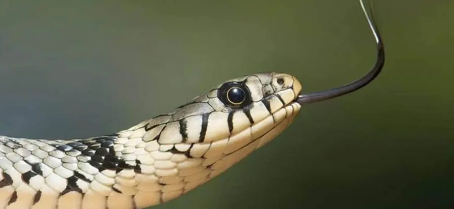 UP Man bitten by a snake