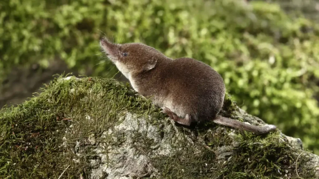 shrew venom