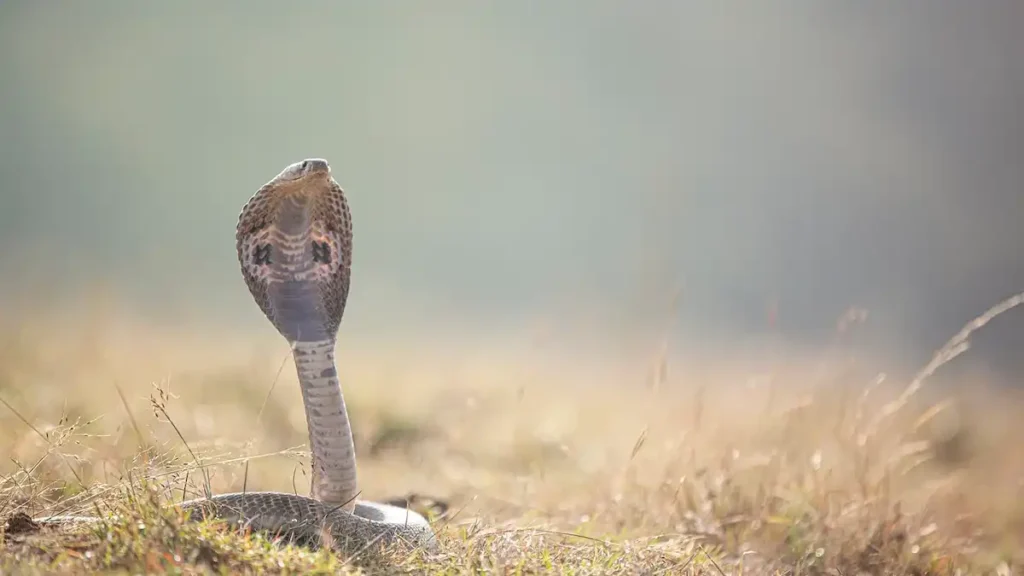 snakebite cases in India