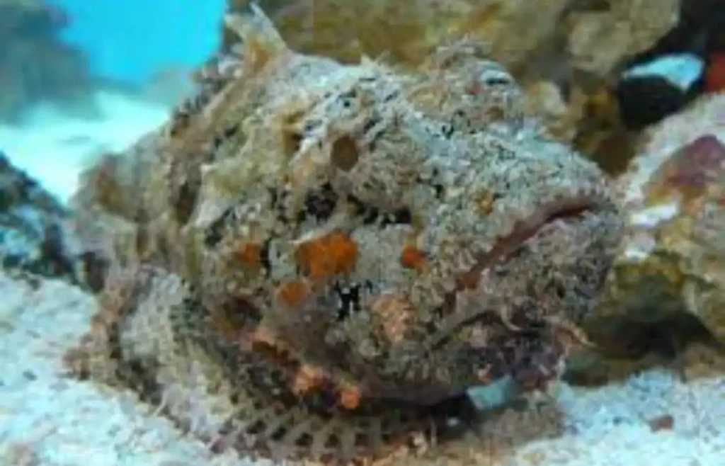 world's most venomous fish