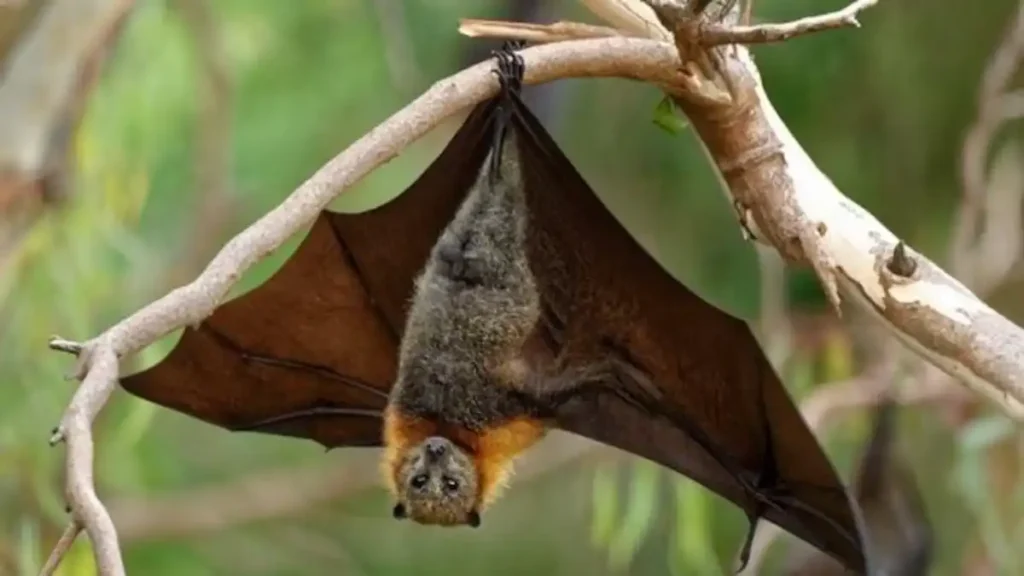 Nipah Virus Transmission