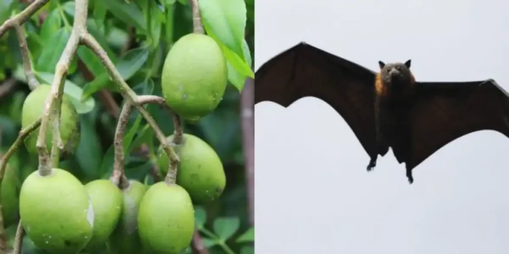 Nipah Virus Treatment